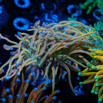 Dragon Talmer Torch Euphyllia - riptide aquaculture llc