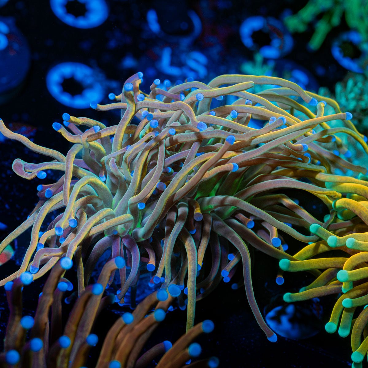 Dragon Talmer Torch Euphyllia - riptide aquaculture llc