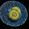 Lemon Limes Zoanthid - riptide aquaculture llc
