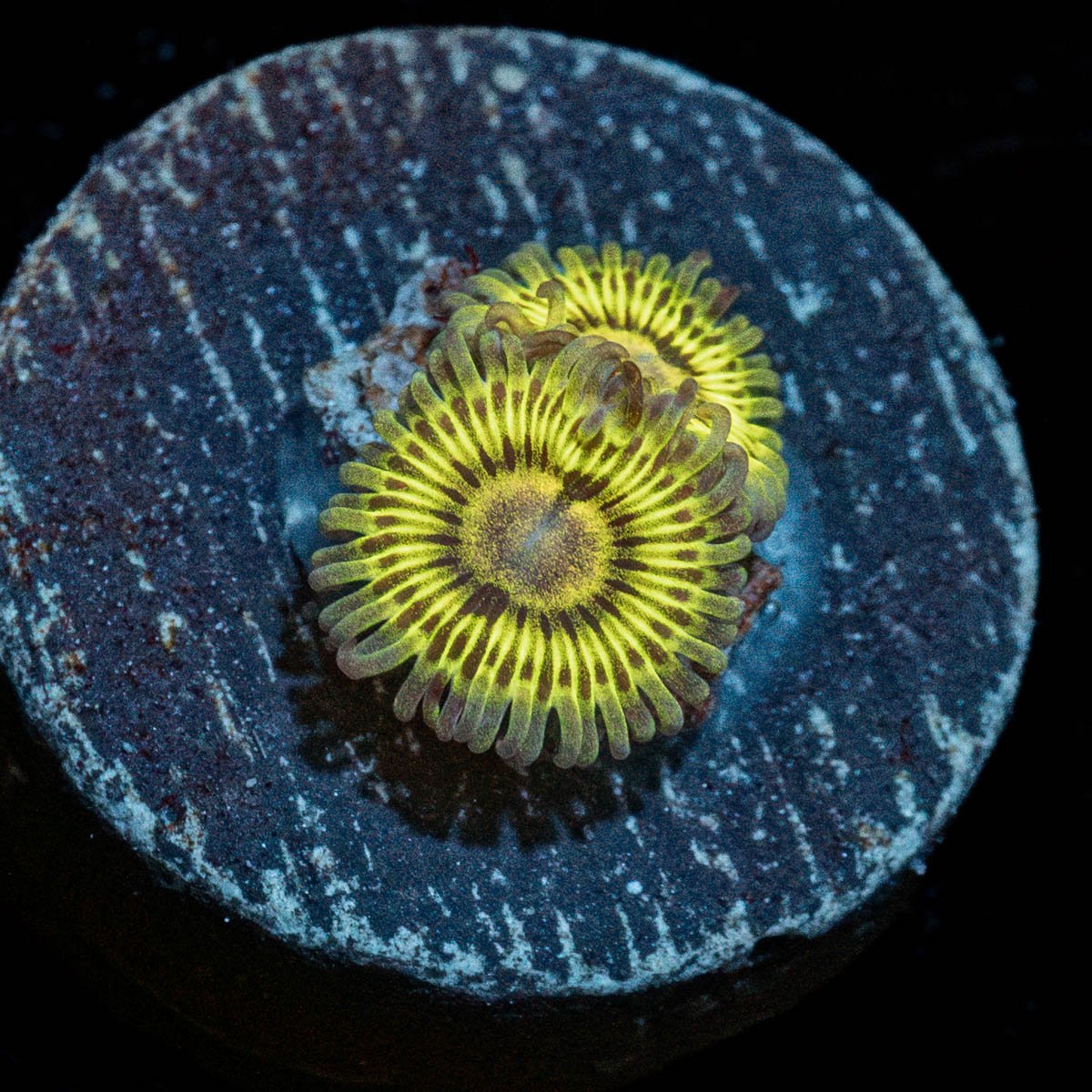 Lemon Limes Zoanthid - riptide aquaculture llc