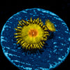 Golden God Zoanthid - riptide aquaculture llc