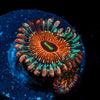 Seduction Zoanthid - riptide aquaculture llc