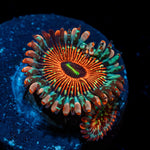 Seduction Zoanthid - riptide aquaculture llc