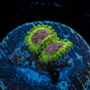 Green Goblin Zoanthid - riptide aquaculture llc