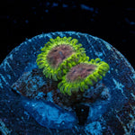 Green Goblin Zoanthid - riptide aquaculture llc