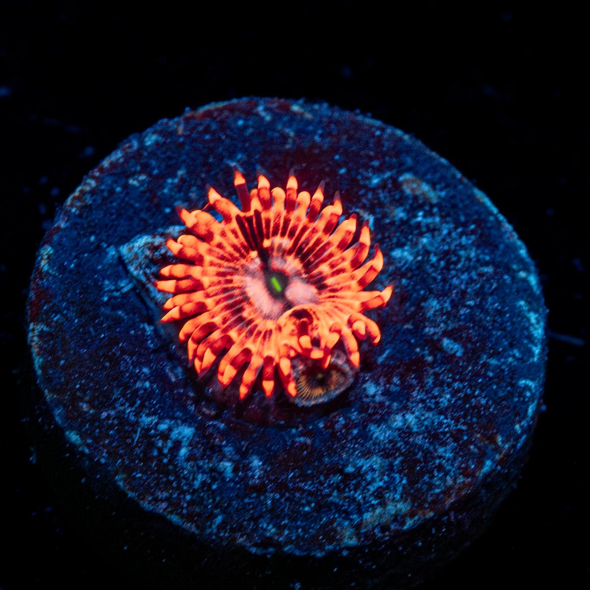 Utter Chaos Zoanthid - riptide aquaculture llc