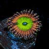 Candy Apple Pink zoanthid - riptide aquaculture llc