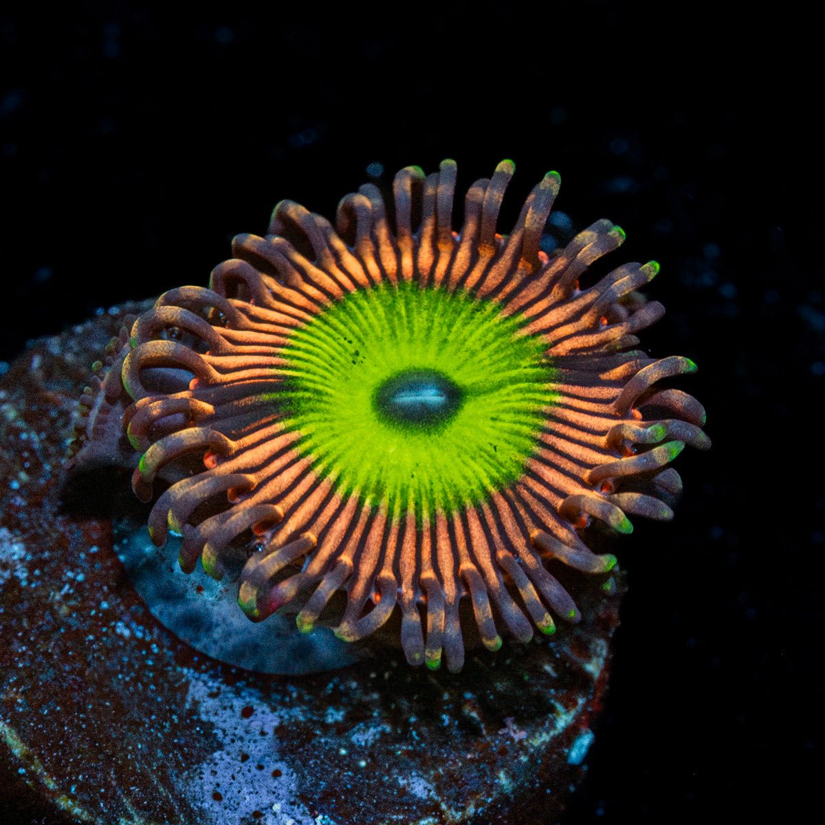 Candy Apple Pink zoanthid - riptide aquaculture llc