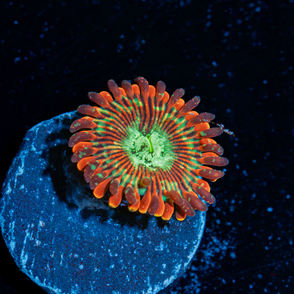 Dark Magician Zoanthid Coral colony growth in reef aquarium