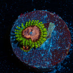 Purple Monster Zoanthid Coral colony growth in reef aquarium