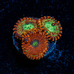 Dark Magician Zoanthid Coral colony growth in reef aquarium