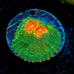Mummy Eye Chalice Coral with encrusting growth in reef aquarium