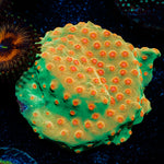 Defcon Cyphastrea Coral with encrusting growth in reef aquarium
