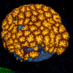 John Deere Leptastrea with encrusting growth in reef aquarium