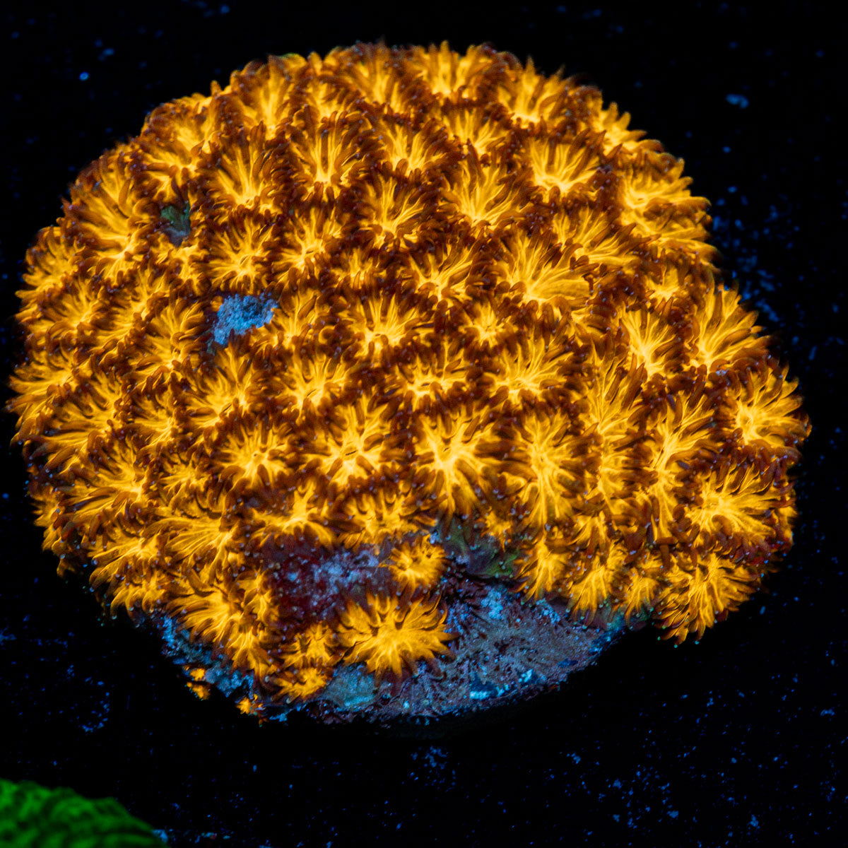 John Deere Leptastrea with encrusting growth in reef aquarium