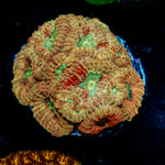 Starscream Favia Coral with encrusting growth in reef aquarium