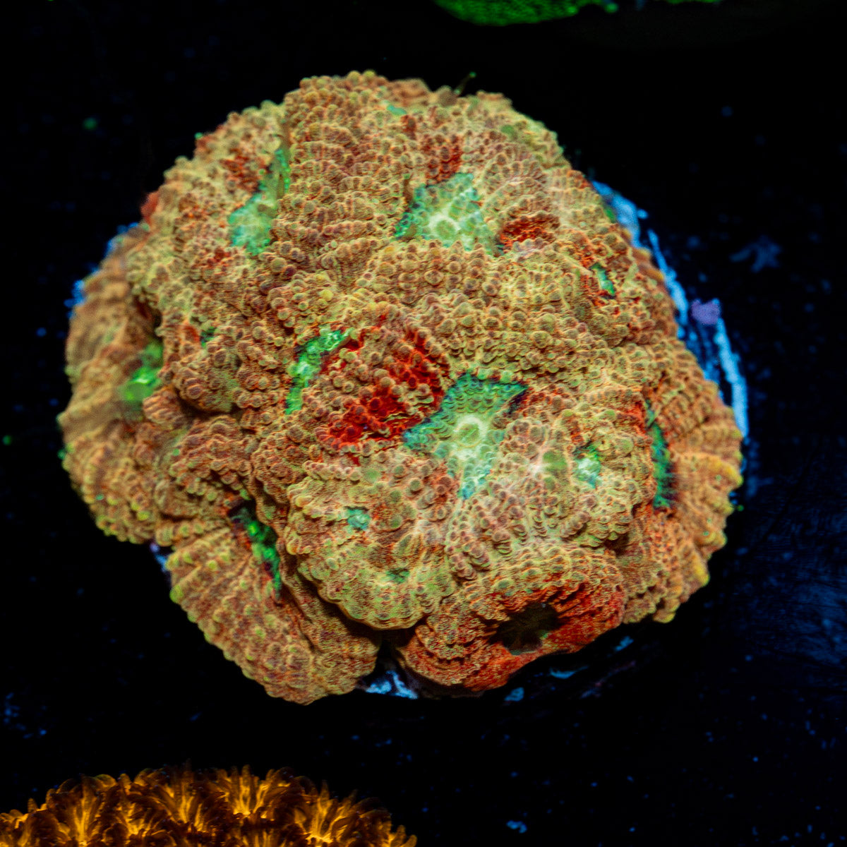 Starscream Favia Coral with encrusting growth in reef aquarium