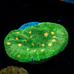 Space Invader Chalice Coral with encrusting growth in reef aquarium