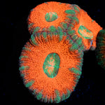 Orange Crush Acan Coral with fleshy polyps in reef aquarium