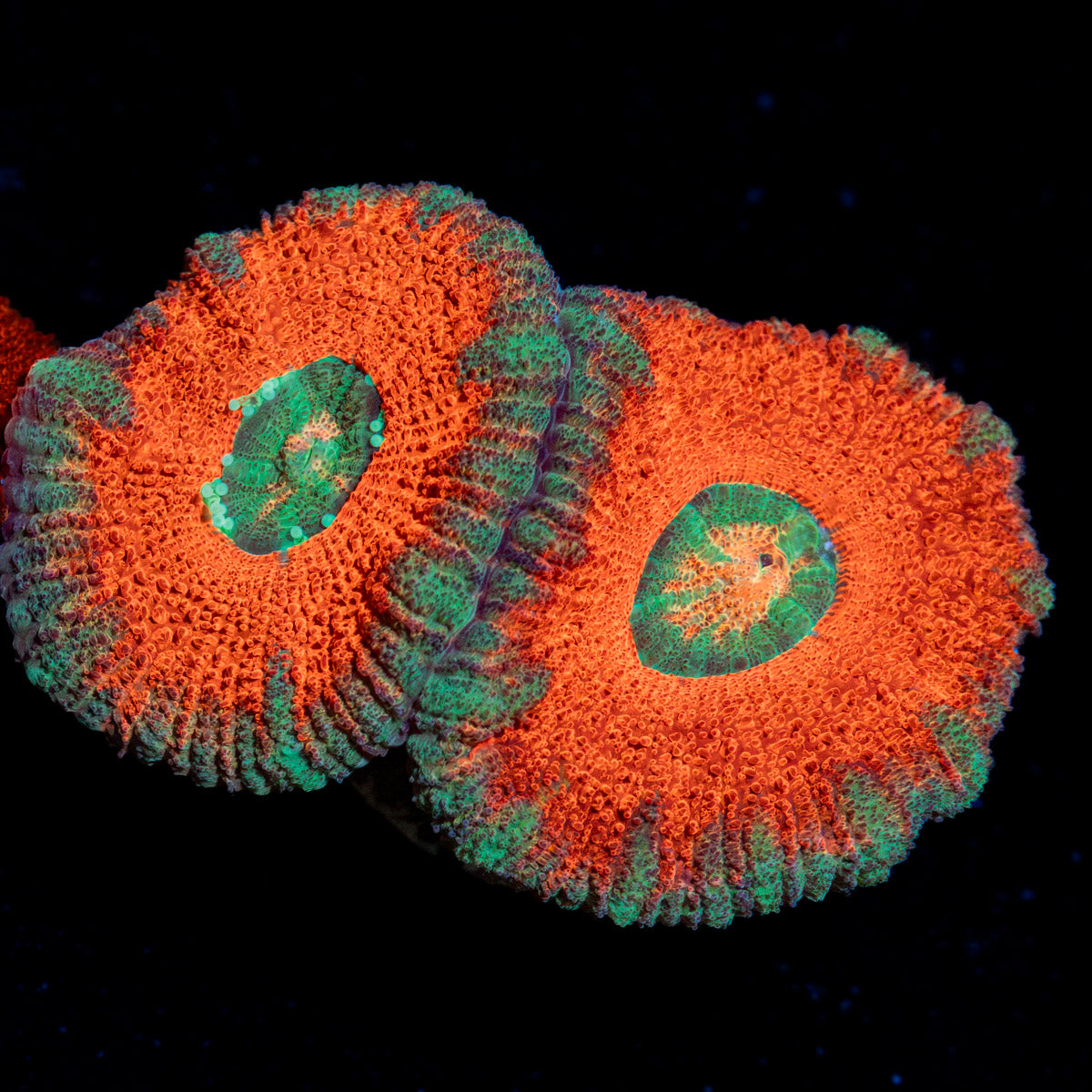 Orange Crush Acan Coral with fleshy polyps in reef aquarium