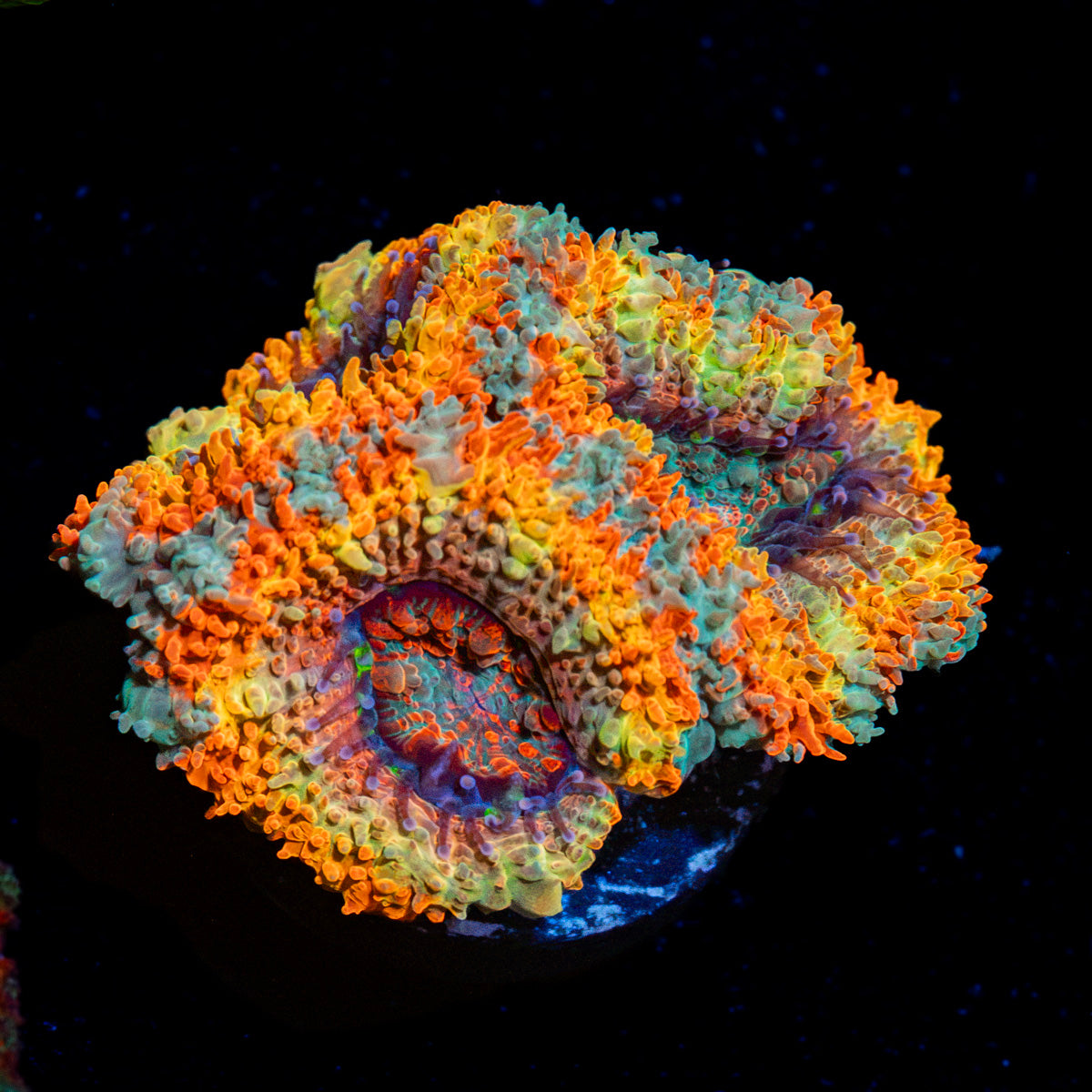 SunRise Rainbow Acan Coral with fleshy polyps in reef aquarium