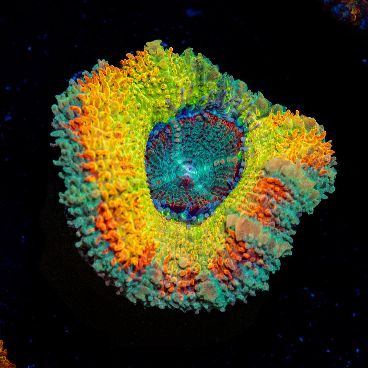 Stormbreaker Rainbow Acan Coral with fleshy polyps in reef aquarium