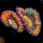 Candy Crush Rainbow Acan coral with fleshy polyps in reef aquarium