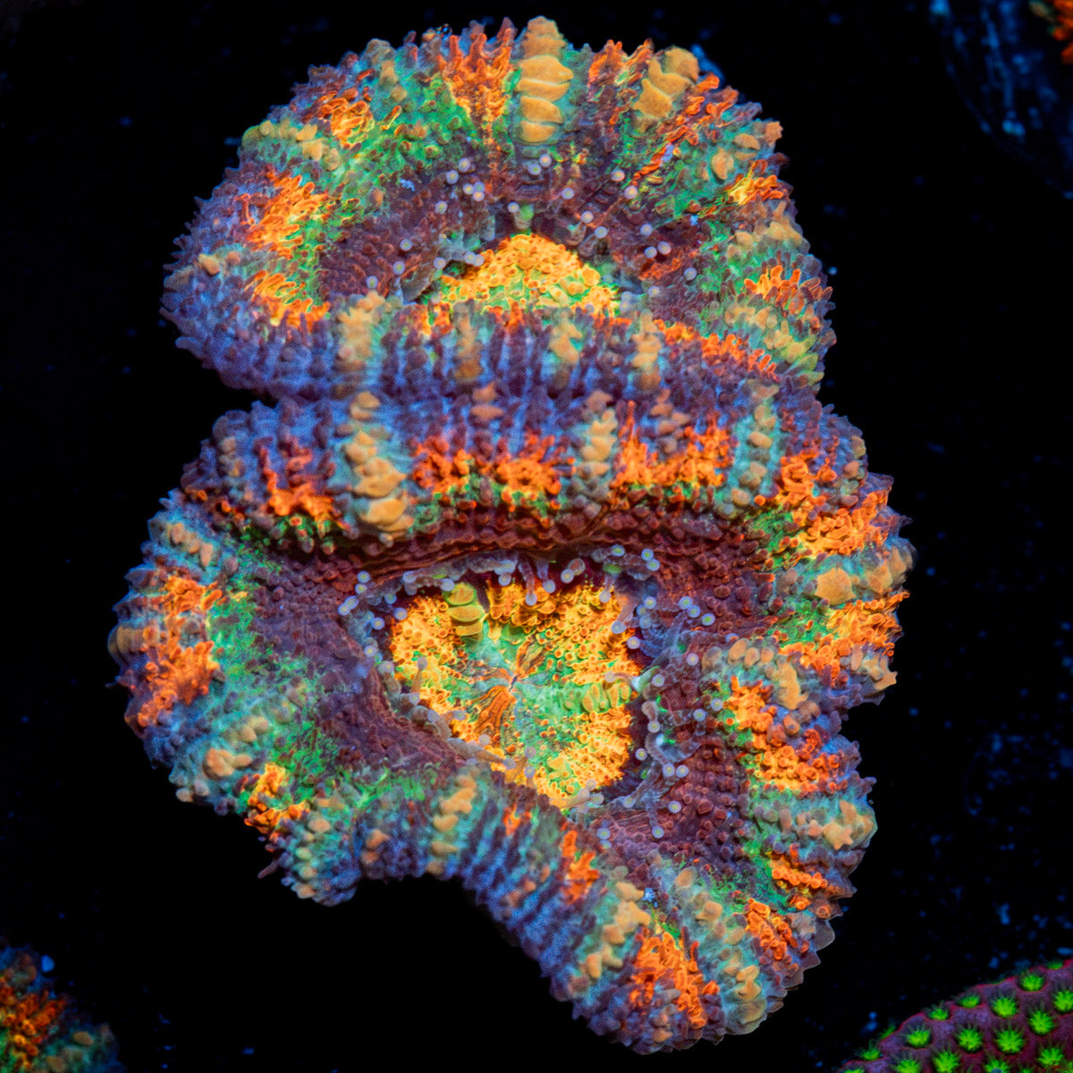 Candy Crush Rainbow Acan coral with fleshy polyps in reef aquarium