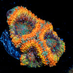 SunRise Rainbow Acan Coral with fleshy polyps in reef aquarium
