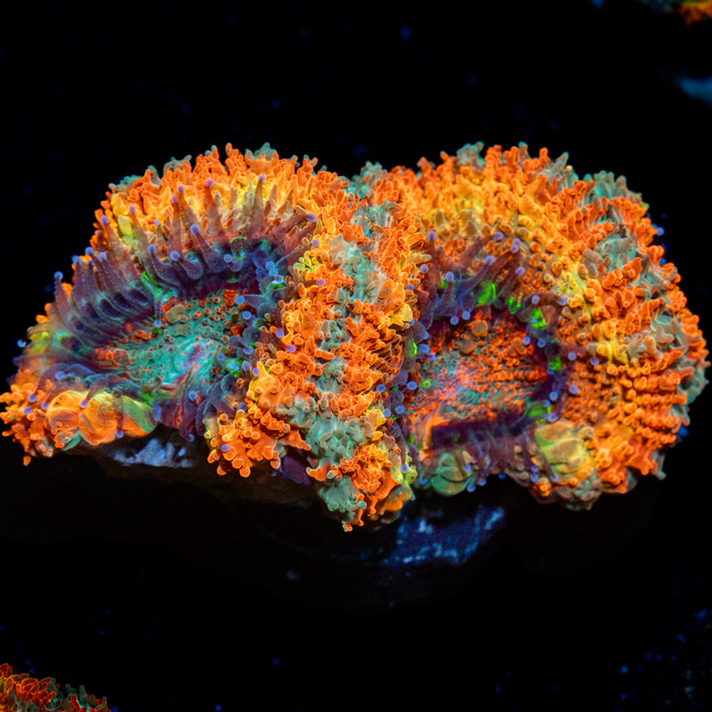 SunRise Rainbow Acan Coral with fleshy polyps in reef aquarium