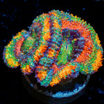 Lunar Eclipse Rainbow Acan Coral with fleshy polyps in reef aquarium