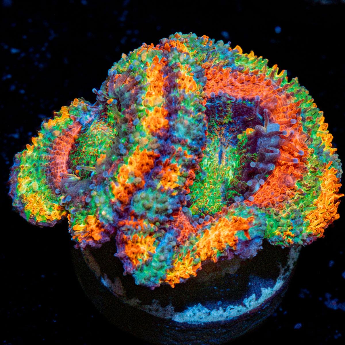 Lunar Eclipse Rainbow Acan Coral with fleshy polyps in reef aquarium