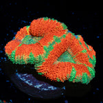 Orange Crush Acan Coral with fleshy polyps in reef aquarium