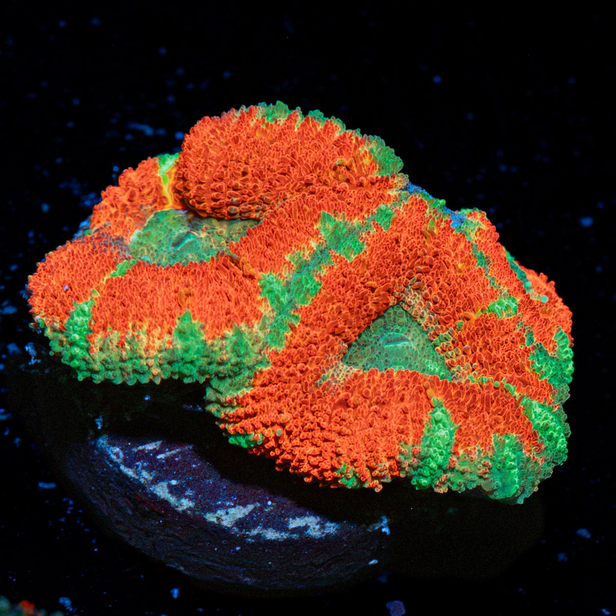 Orange Crush Acan Coral with fleshy polyps in reef aquarium