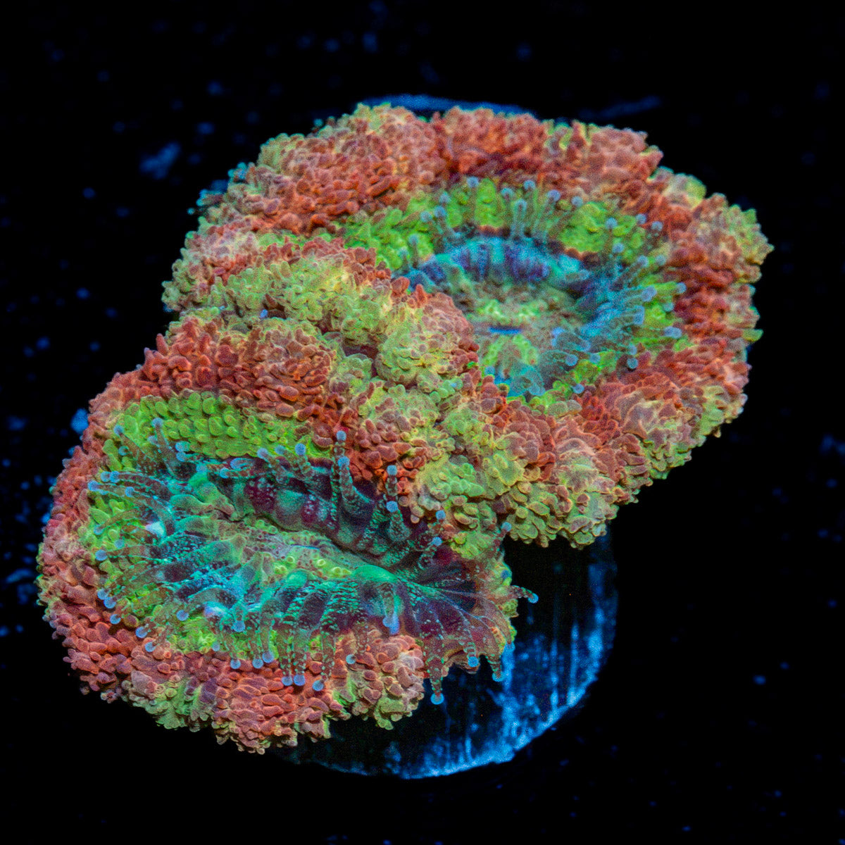 Viper Strike Asian Acan Coral with fleshy polyps in reef aquarium