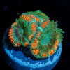 Captain Hook Micromussa - riptide aquaculture llc