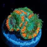 Captain Hook Micromussa - riptide aquaculture llc
