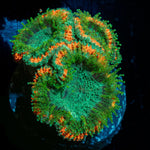 Captain Hook Micromussa - riptide aquaculture llc