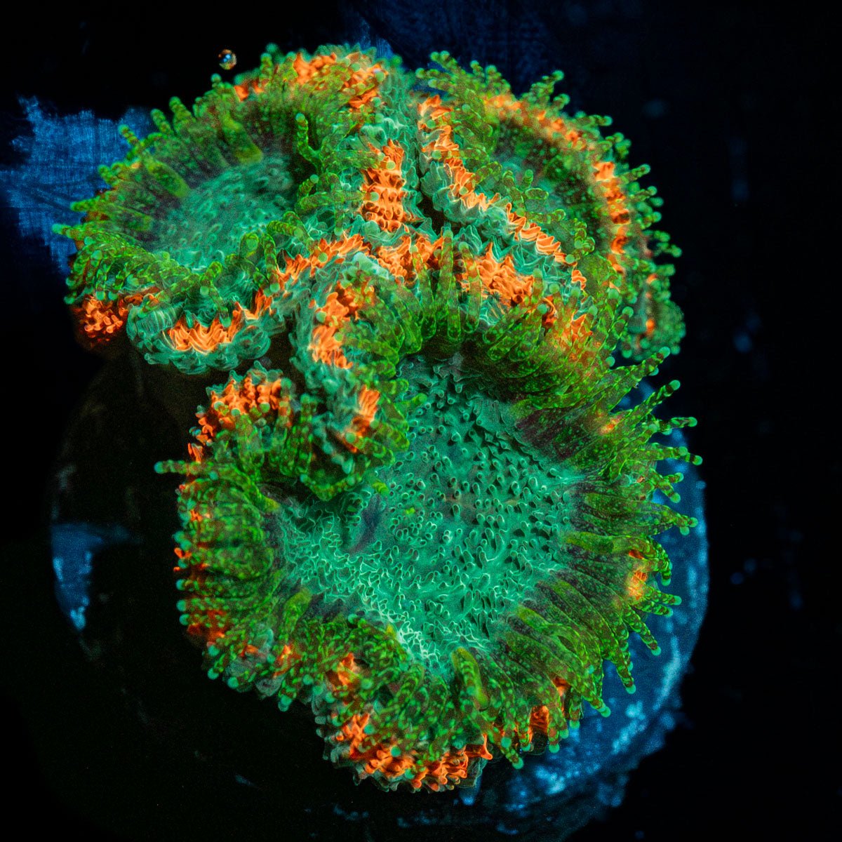 Captain Hook Micromussa - riptide aquaculture llc