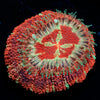 Blood Moon Asian Acan - riptide aquaculture llc