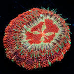 Blood Moon Asian Acan - riptide aquaculture llc