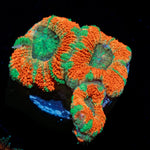 Captain Hook Micromussa - riptide aquaculture llc