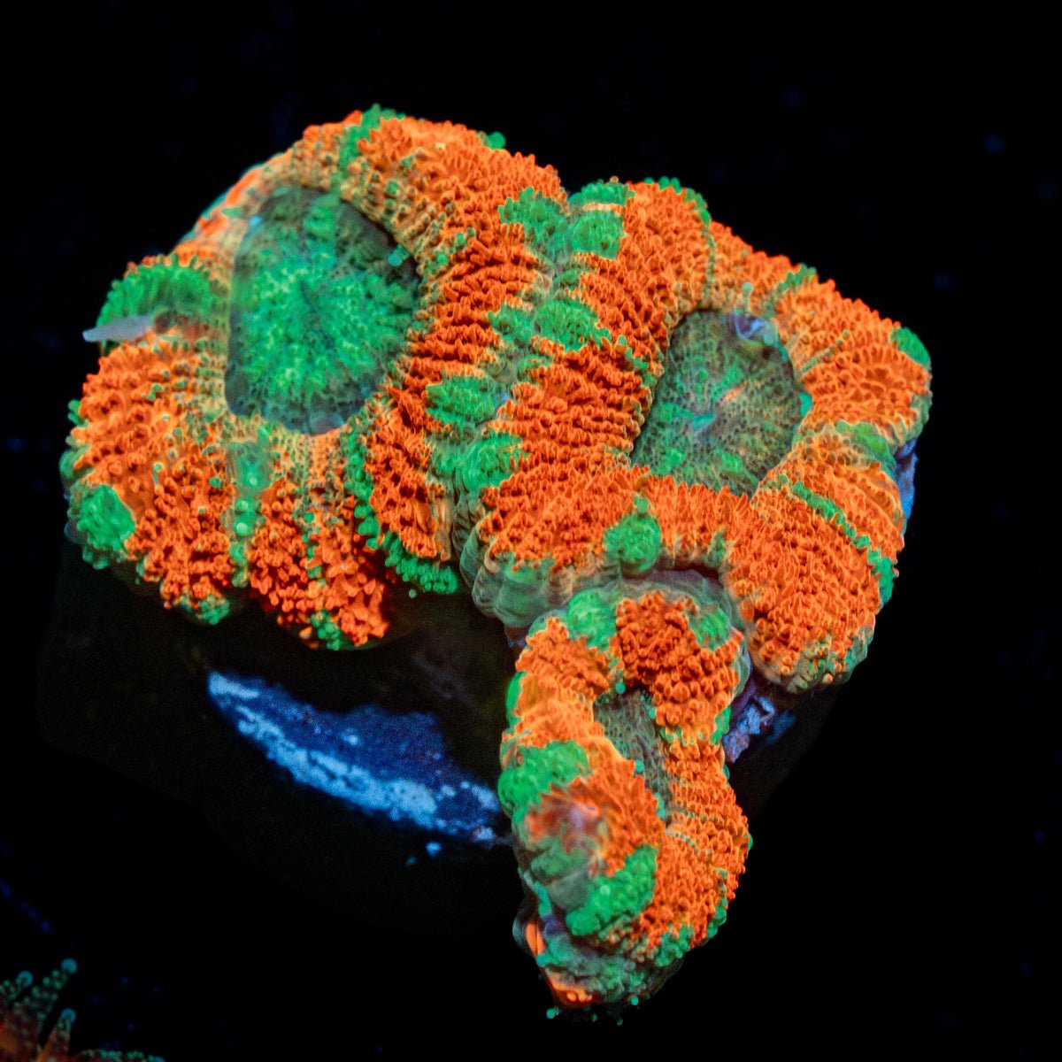 Captain Hook Micromussa - riptide aquaculture llc