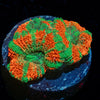 Captain Hook Micromussa - riptide aquaculture llc