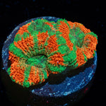 Captain Hook Micromussa - riptide aquaculture llc