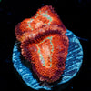 Blood Moon Asian Acan - riptide aquaculture llc
