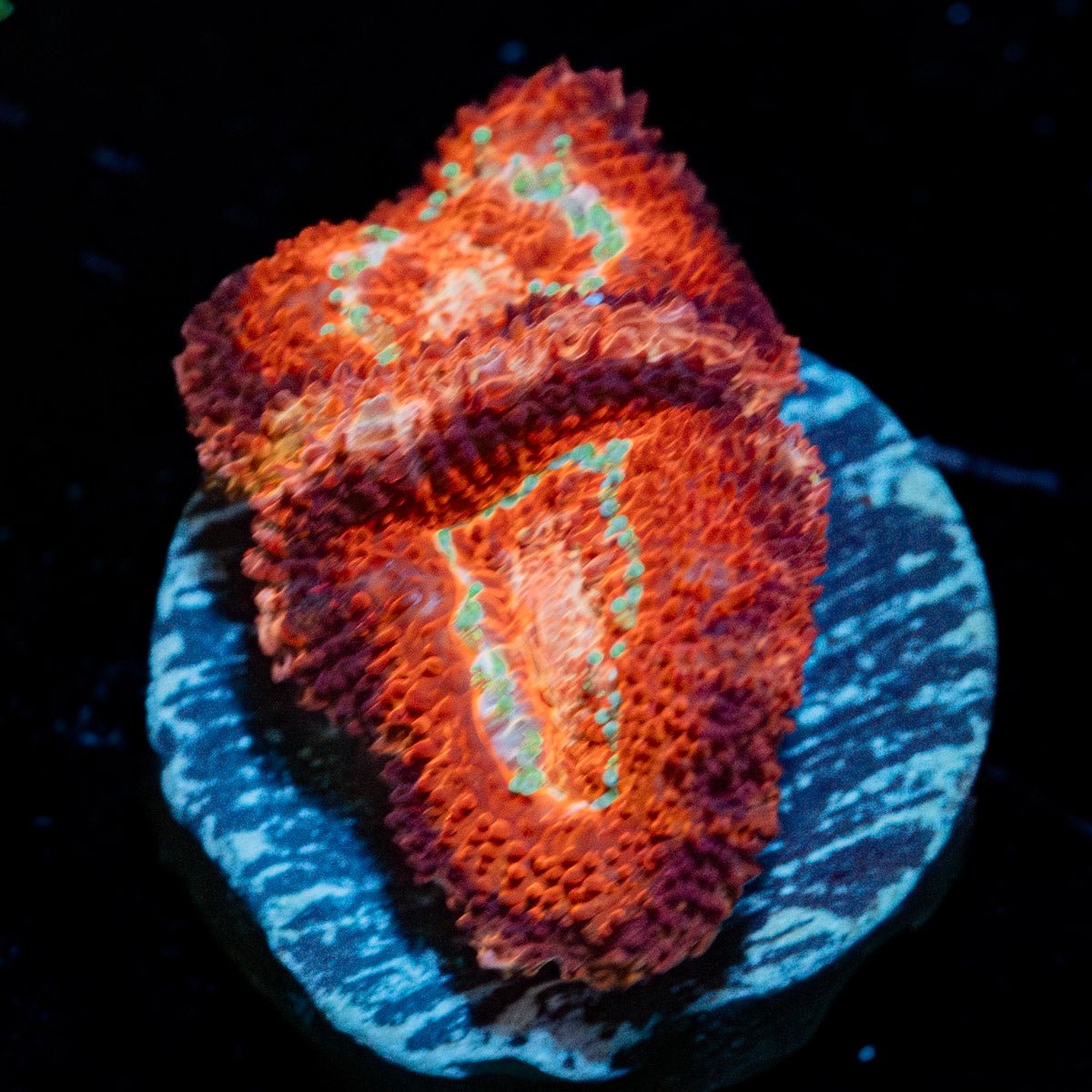 Blood Moon Asian Acan - riptide aquaculture llc