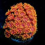 Rainobow Barnardpora - riptide aquaculture llc