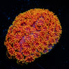 Rainobow Barnardpora - riptide aquaculture llc