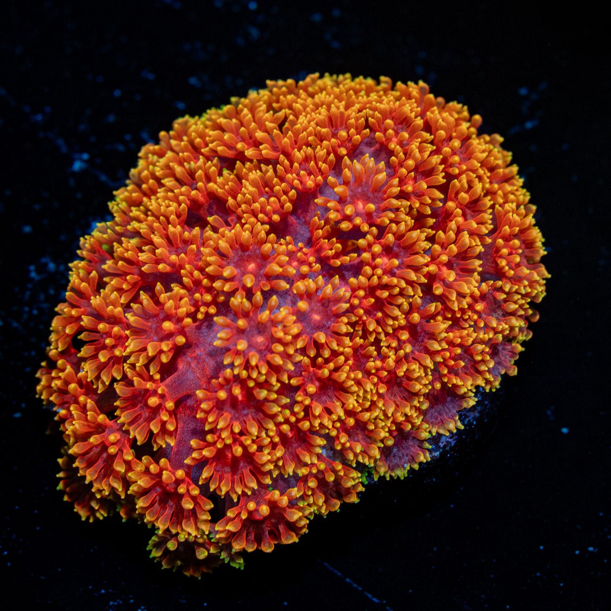 Rainobow Barnardpora - riptide aquaculture llc